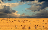 Serengeti