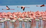 Safari Flamingo